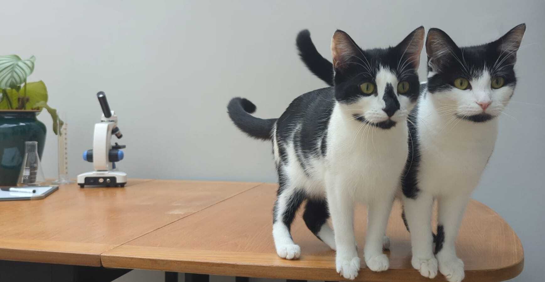 Websitecat