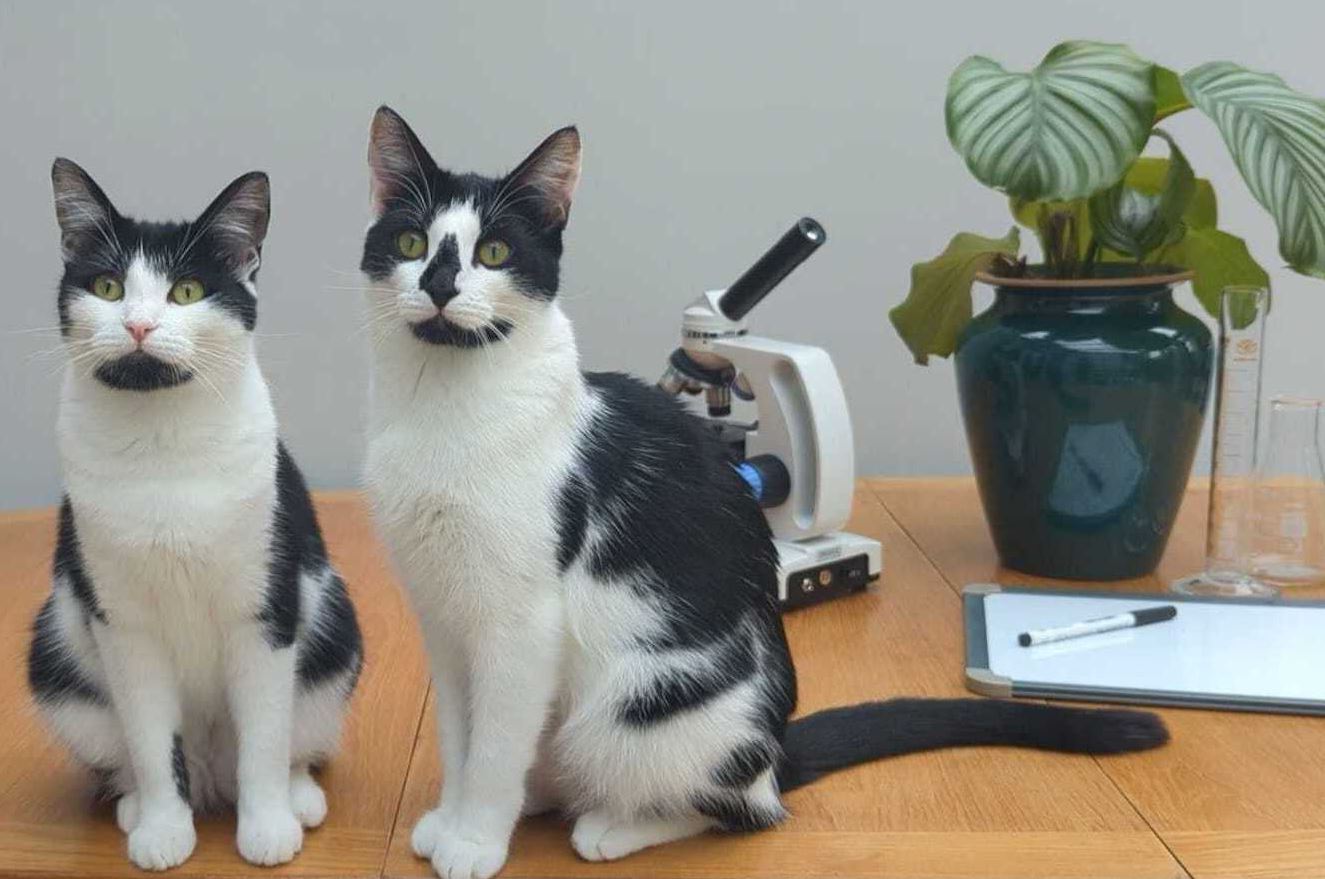 cats-flipped